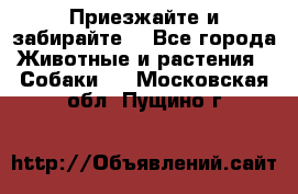 Приезжайте и забирайте. - Все города Животные и растения » Собаки   . Московская обл.,Пущино г.